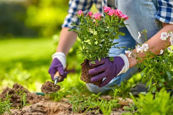 depositphotos_409480286-stock-photo-woman-planting-rose-flowers-at